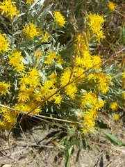 Tetradymia canescens