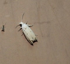 Epiblema separationis