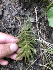 Pedicularis bracteosa