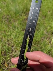 Festuca viridula