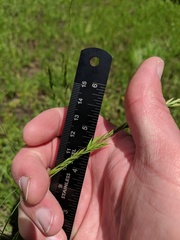 Festuca viridula