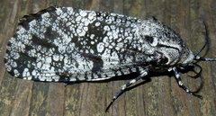 Prionoxystus robiniae