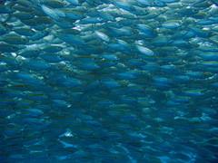 Selaroides leptolepis