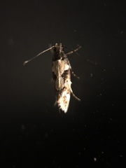 Gelechiini