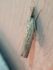 Fissicrambus quadrinotellus