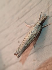 Fissicrambus quadrinotellus