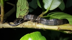 Dipsas sanctijoannis