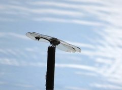 Ictinogomphus pertinax