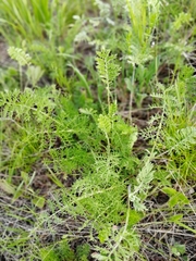 Artemisia tanacetifolia