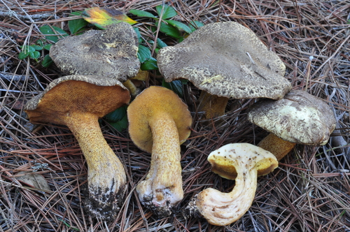 Suillus fuscotomentosus