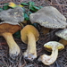 Suillus fuscotomentosus - Photo (c) noah_siegel,  זכויות יוצרים חלקיות (CC BY-NC-SA), הועלה על ידי noah_siegel