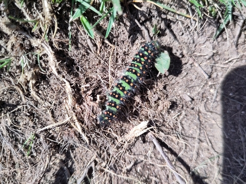 Saturnia pavonia
