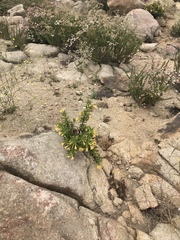 Diplacus longiflorus