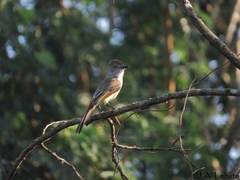 Myiarchus yucatanensis