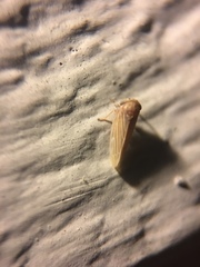 Megophthalminae