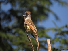 Myiarchus yucatanensis