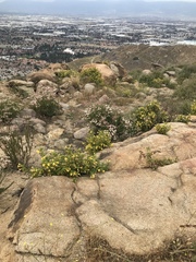 Diplacus longiflorus