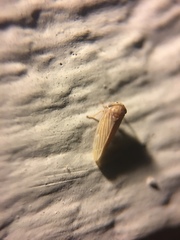 Megophthalminae