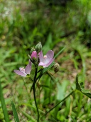 Sidalcea oregana