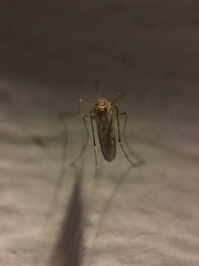 Aedes vexans