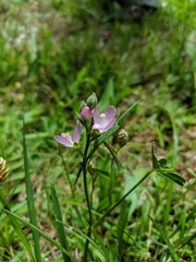 Sidalcea oregana