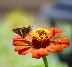 Atalopedes mesogramma