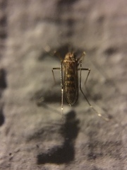 Aedes vexans