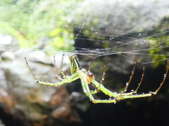 Leucauge celebesiana
