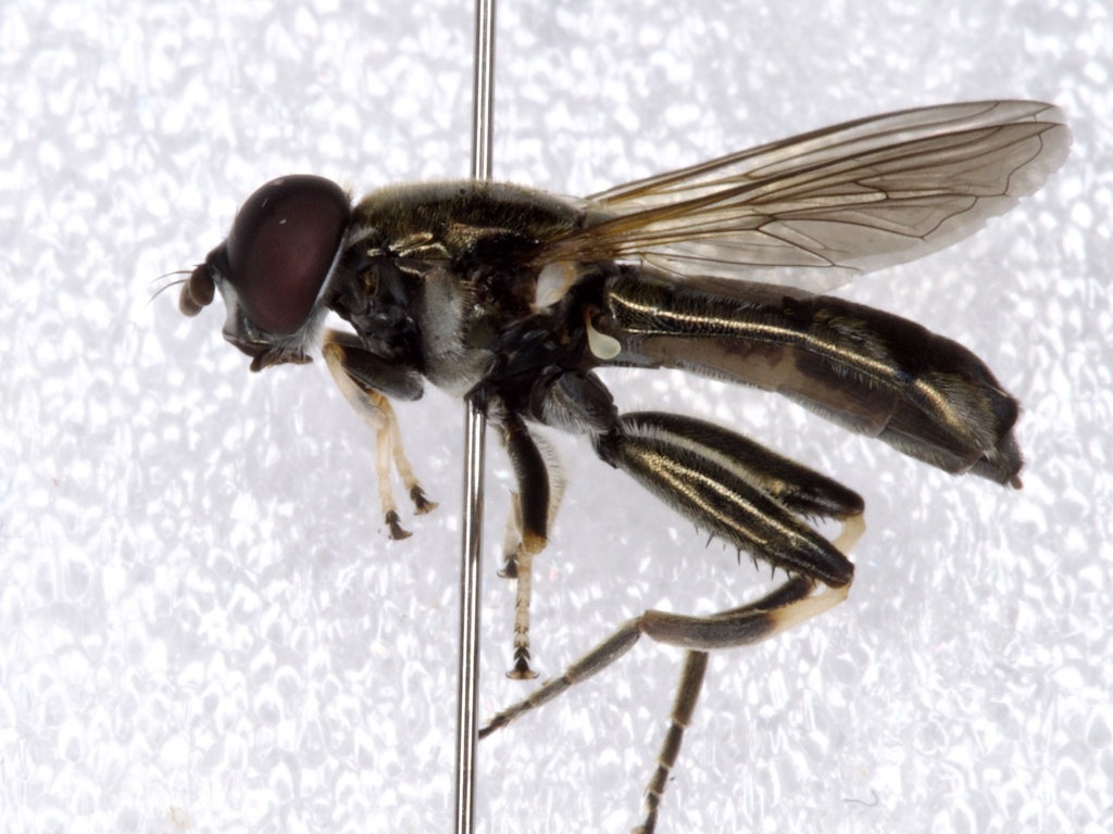 Xylota danieli