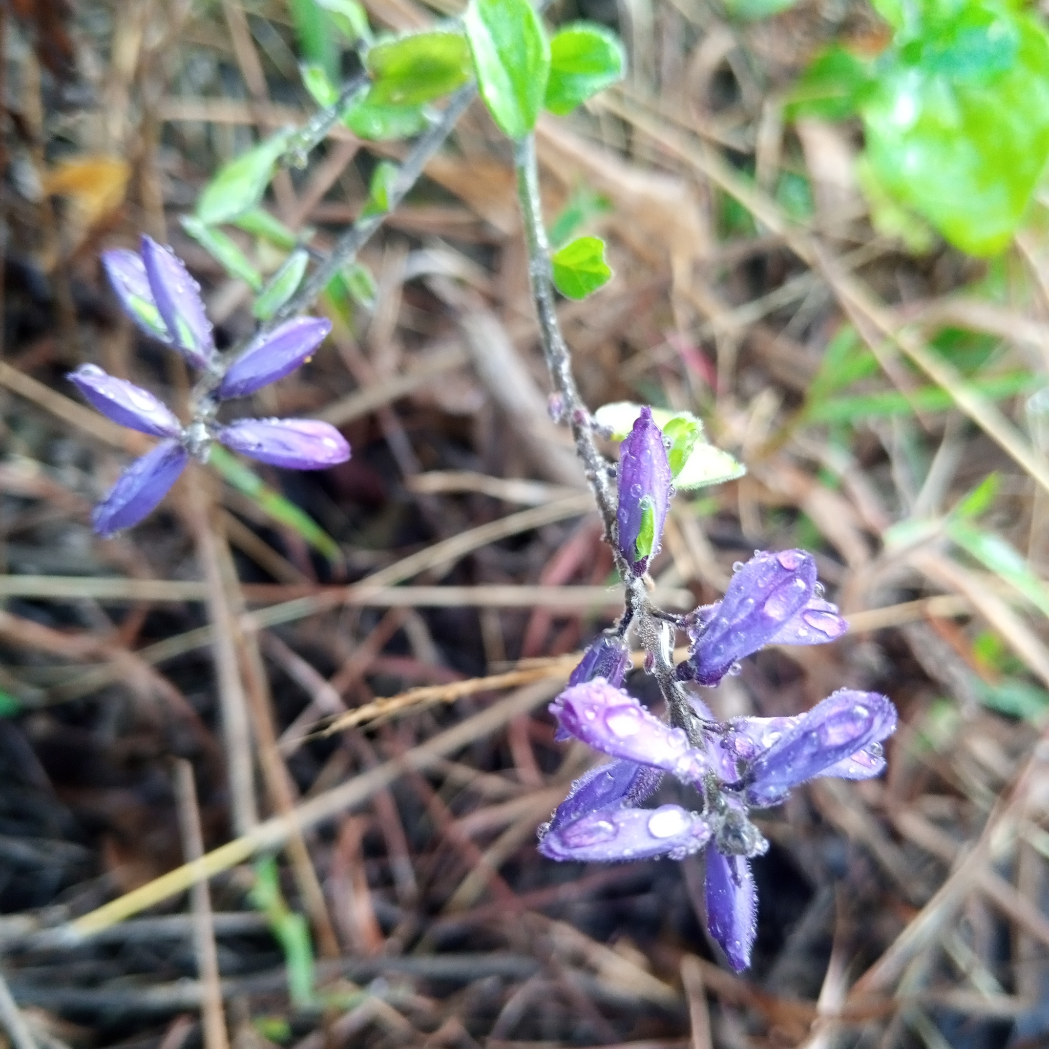 Lupinus pubescens image