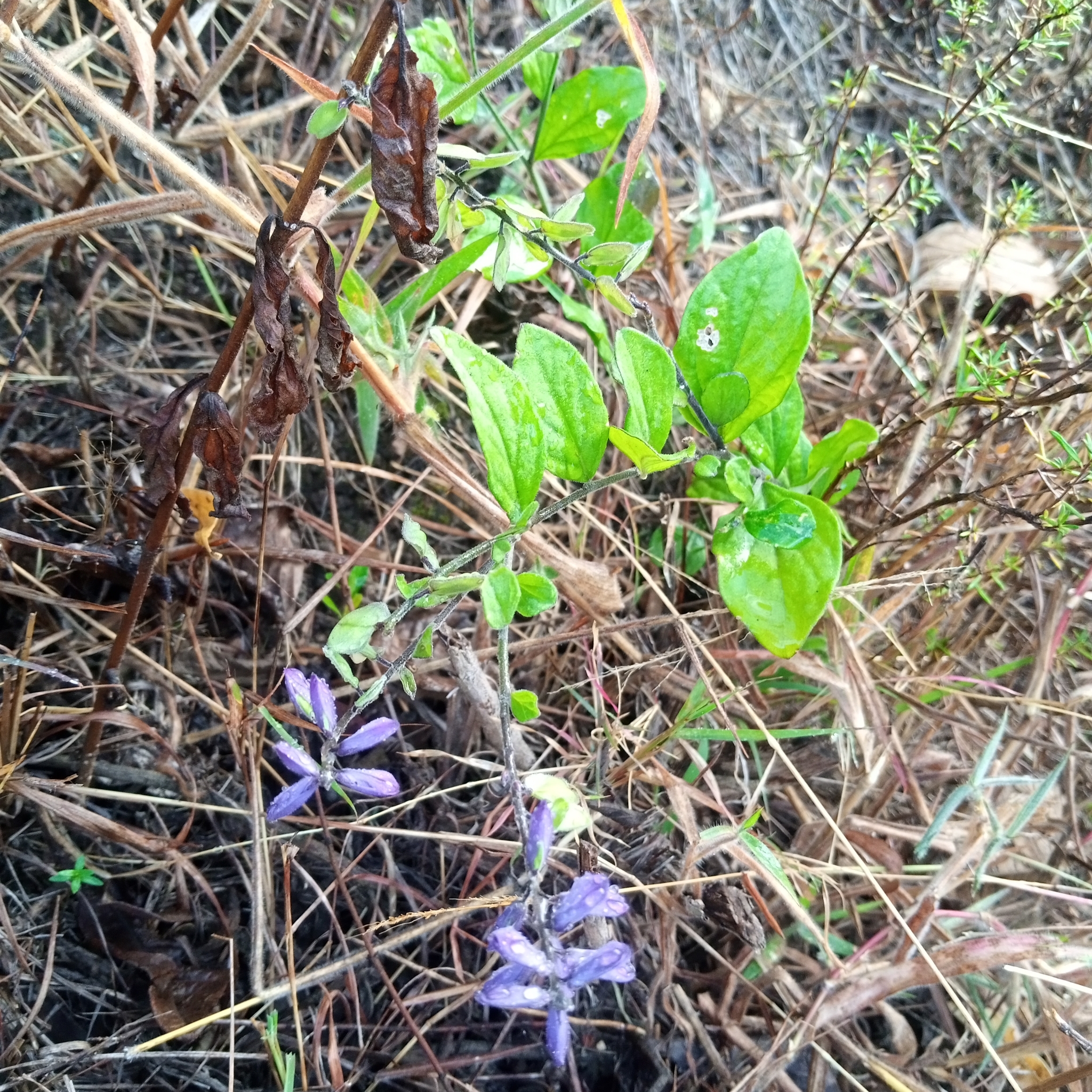 Lupinus pubescens image