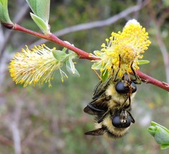 Criorhina