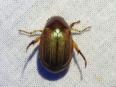 Callistethus marginatus