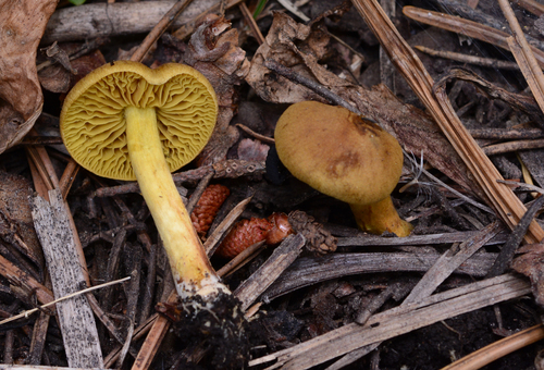 Cortinarius thiersii