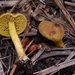 Cortinarius thiersii - Photo (c) noah_siegel, some rights reserved (CC BY-NC-SA), uploaded by noah_siegel