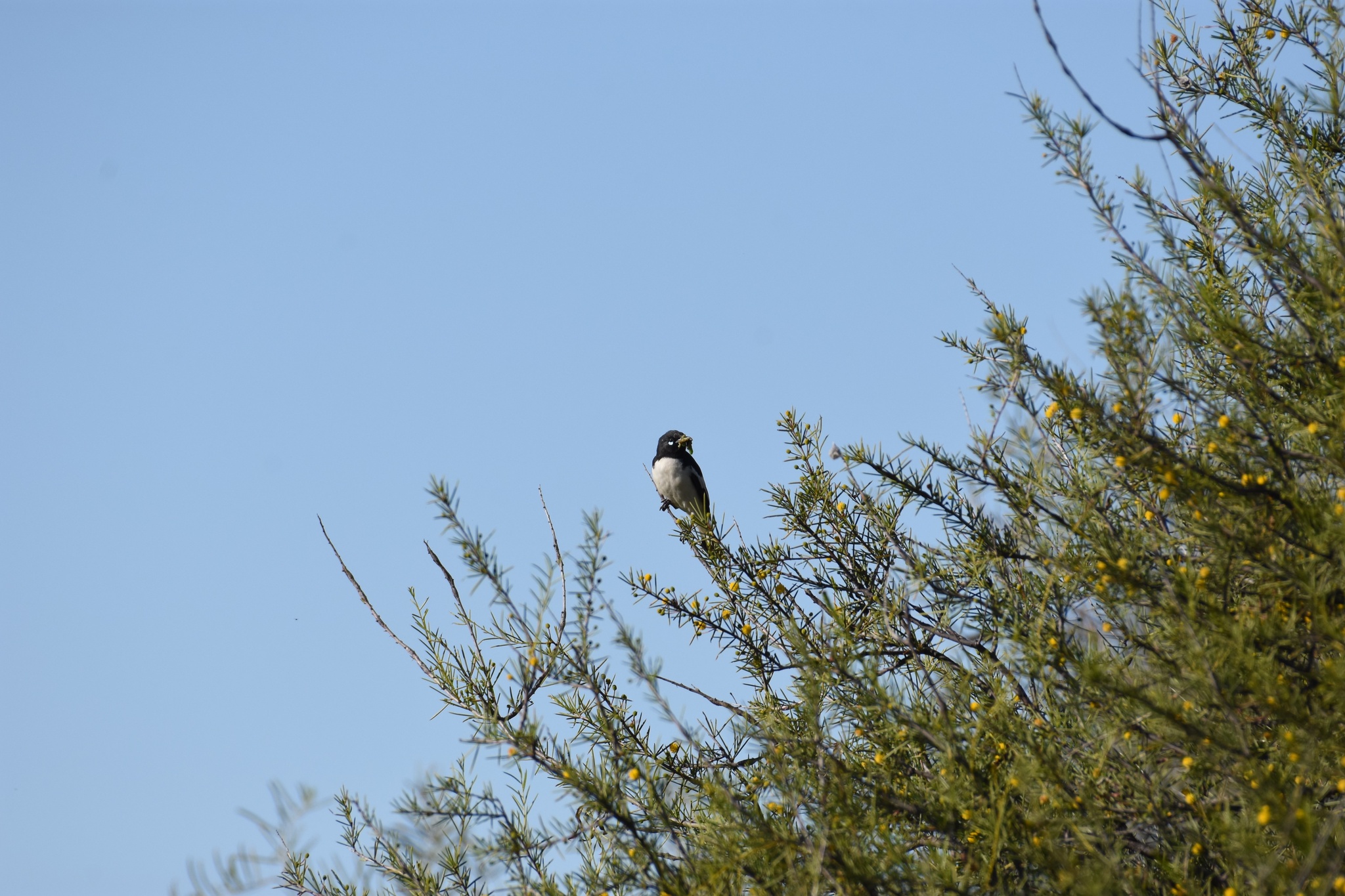 Pied Honeyeater (Certhionyx variegatus), photo 6