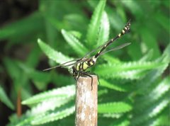 Ictinogomphus pertinax