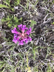 Oxytropis lambertii