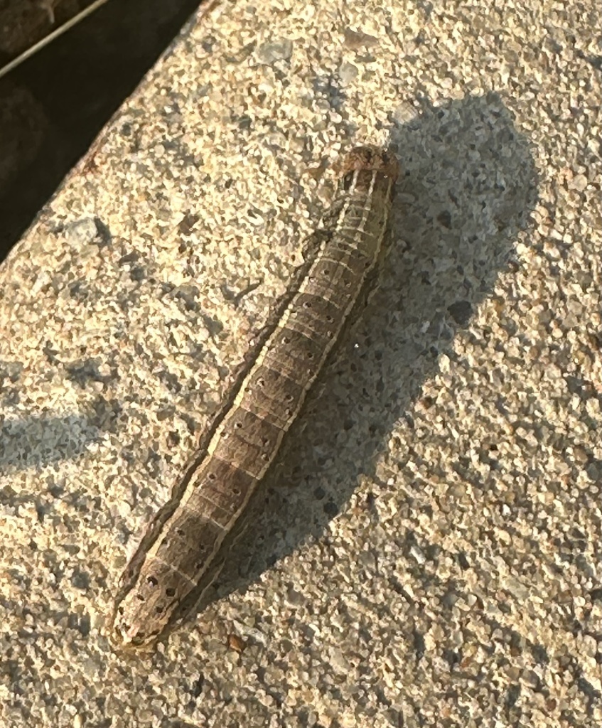 Fall Armyworm Moth