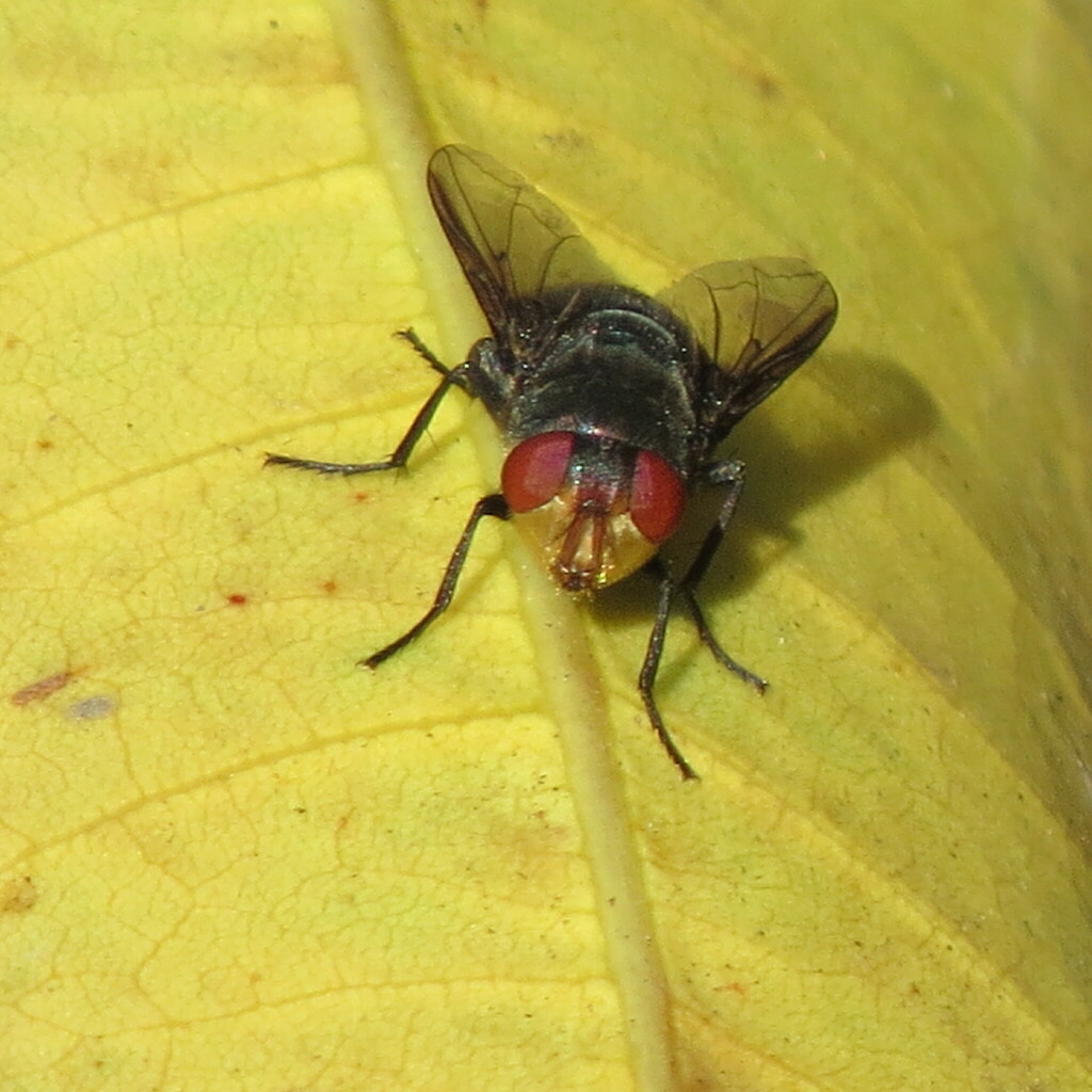 Chrysomya laxifrons