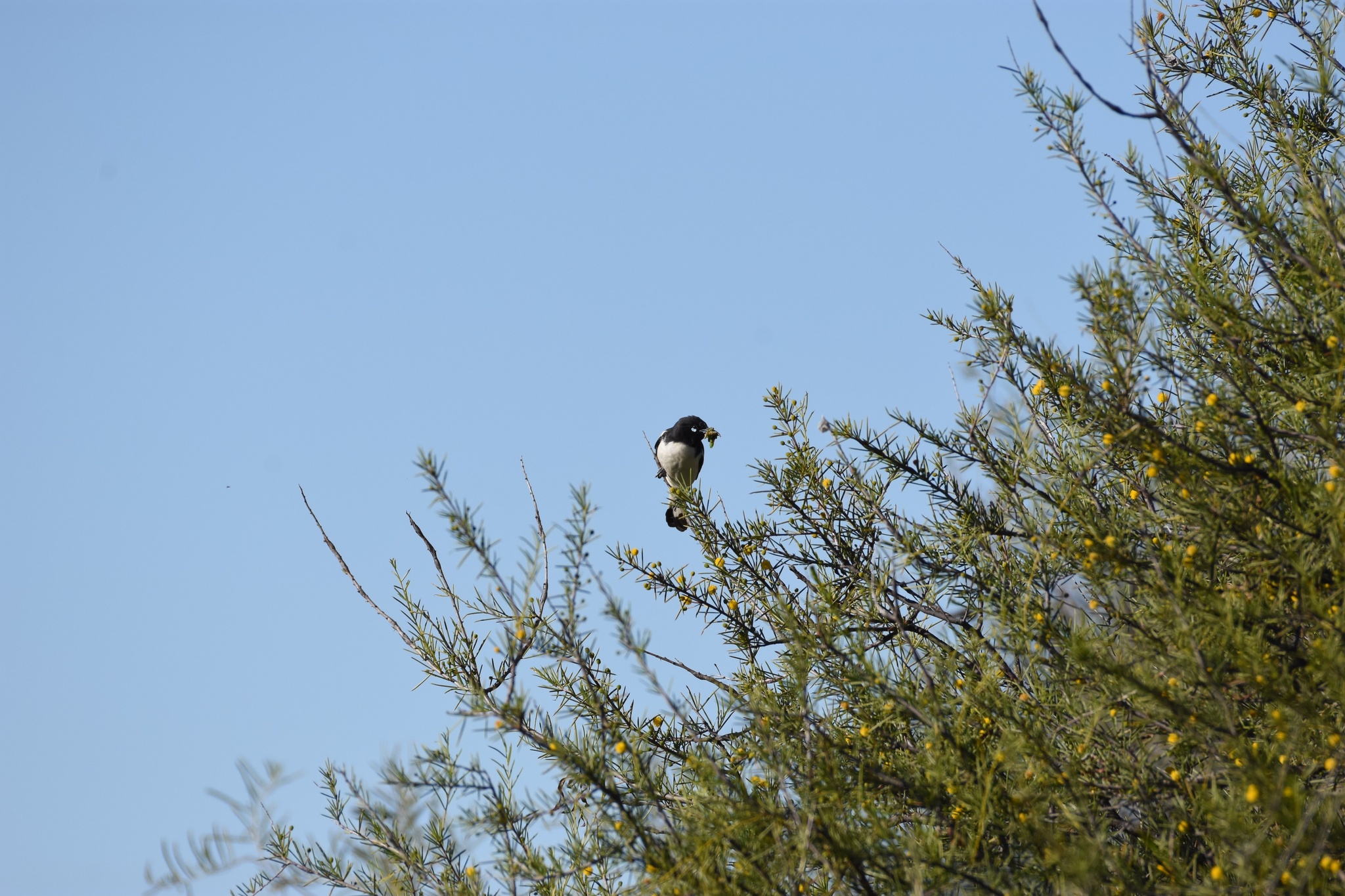 Pied Honeyeater (Certhionyx variegatus), photo 7