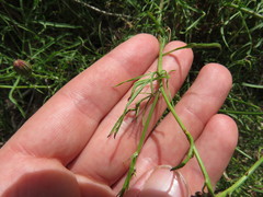 Malacothrix saxatilis implicata