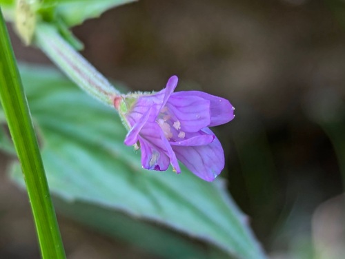 Epilobium alpestre (Epilobium alpestre)