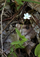 Moehringia lateriflora