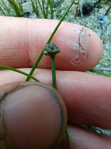 Image of Eriocaulon parkeri by (c) simonpesant, some rights reserved (CC BY)