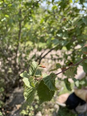 Elm-leaved cherry (Prunus ulmifolia)