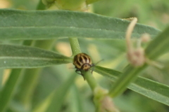 Cryptocephalus castaneus