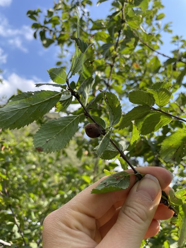 Prunus ulmifolia, photograph 1