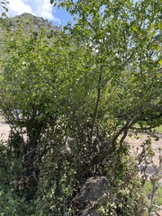 author not stated, no rights reserved Prunus ulmifolia, photograph author not stated, no rights reserved