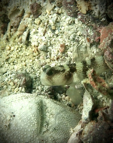 Cryptocentrus wehrlei